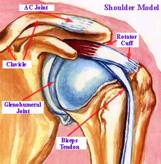 Shoulder Joint Anatomy